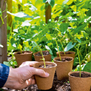 Pot pour semis biodégradable