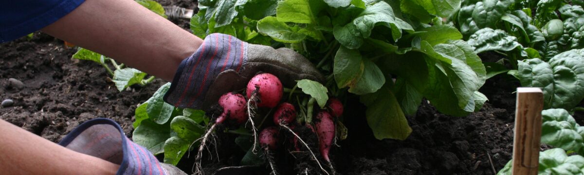 Jardinage, légumes