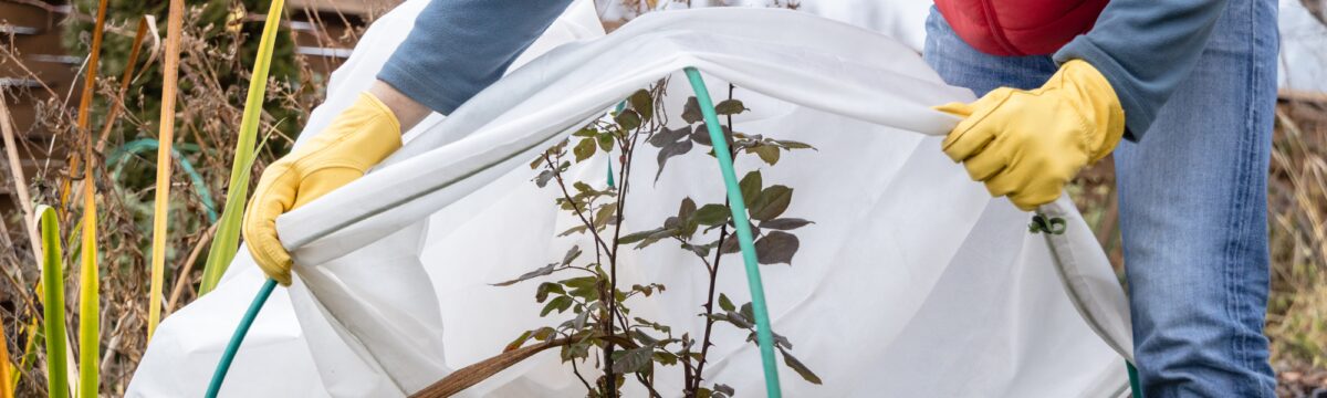 Protéger ses plantes pour l'hiver