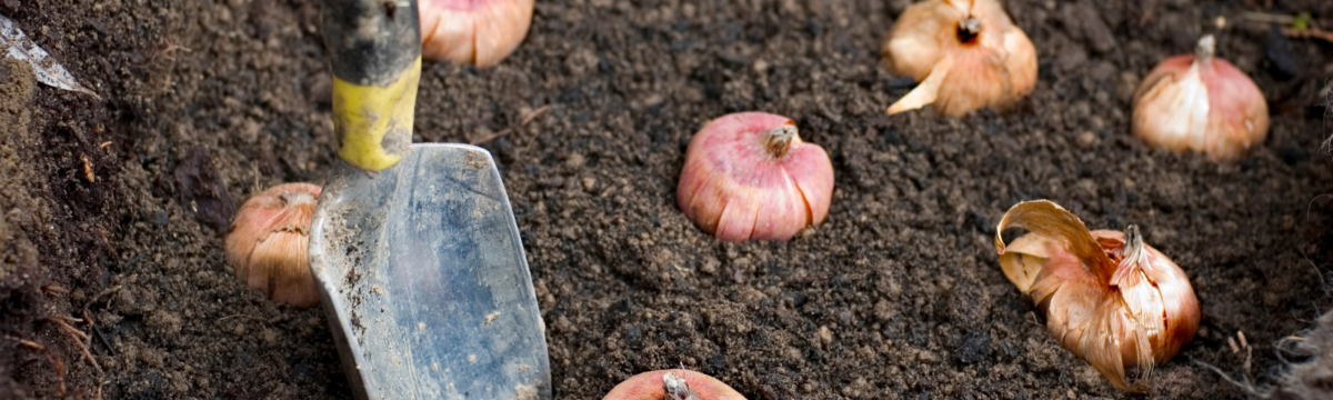 Plantation des bulbes