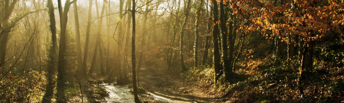 La forêt de Brocéliande